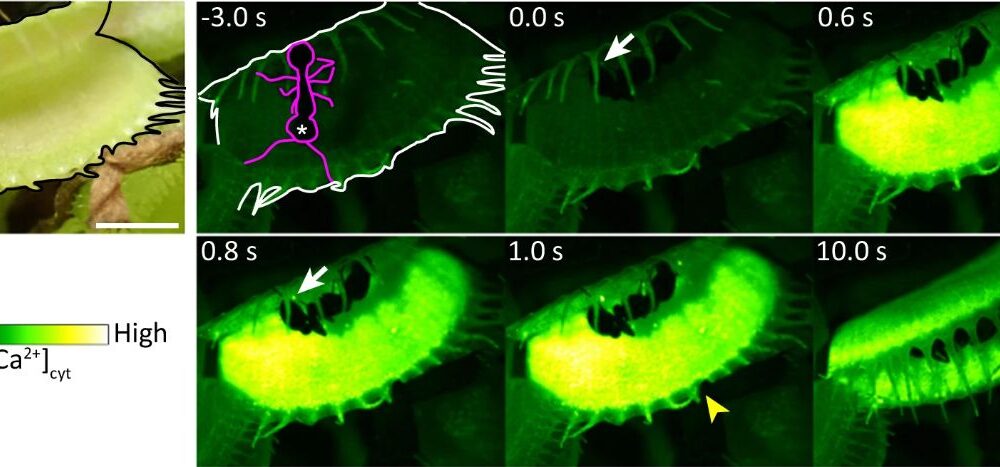 Researchers Unveil Mechanosensor Behind Venus Flytrap’s Quick Strikes