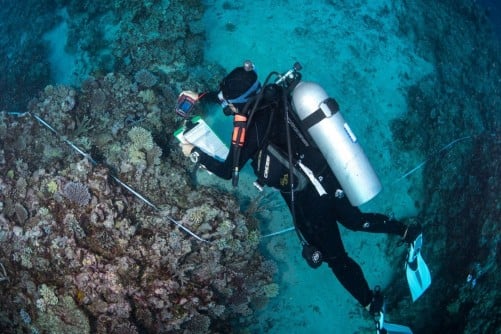 WCS Secures $2M from Bezos Earth Fund for Coral Reef AI Solutions